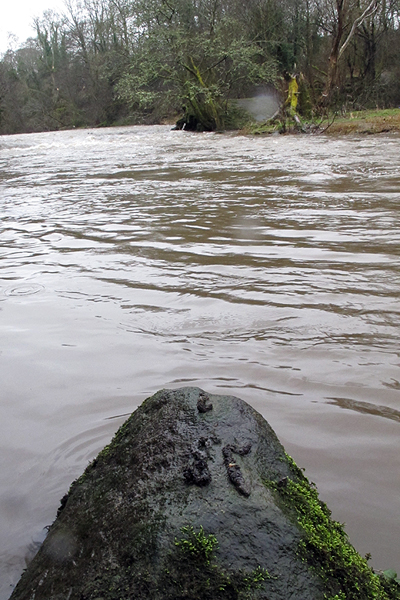 Otter Poo