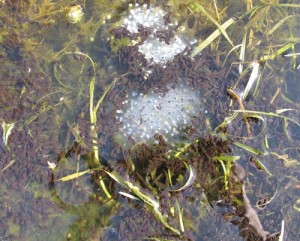 Hoaching with Tadpoles ans Frog Spawn