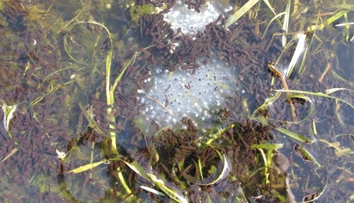 Hoaching with Tadpoles ans Frog Spawn