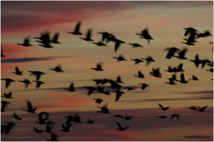 Pink-footed geese flying at dawn at Loch of Strathbeg