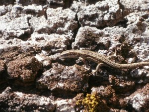 A common lizard making the most of the sun, before the rain came!