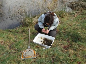 Bryophyte survey-Pond dipping day