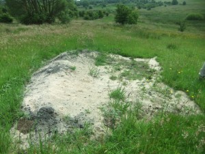 Bee Bank for solitary Bees (excellent pollinators) at Hogganfield Park (c) Suzanne Bairner