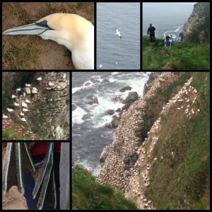 Gannets@Troup(May2013)