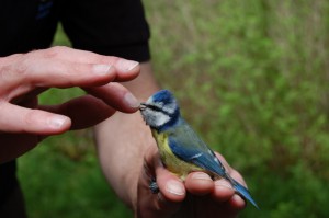 Blue Tit in hand of bird ringer at Creag Meagaidh