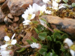 This little white flower is Scurvy-grass (Cochlearia officinalis s.l. ).  Before I got a picture of it, it hadn't been recorded on Beinn Eighe since the 50's, not because it hasn't been there, but because nobody had bothered to note it.  A great example of how little we know about upland populations, even in well trodden places such as Beinn Eighe.