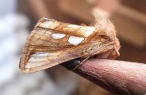 A beautiful Gold Spot moth