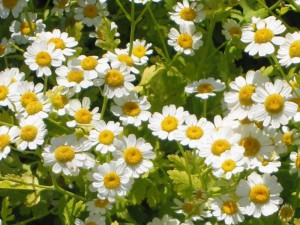 Feverfew does not taste as good as it looks!