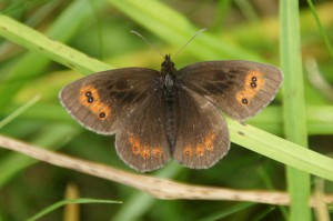 The Scotch Argus was spectacular in such large numbers