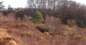 A site in Gairloch where rhododednron has spread from neighbouring gardens