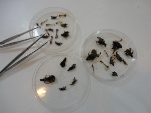 Barn owl pellets