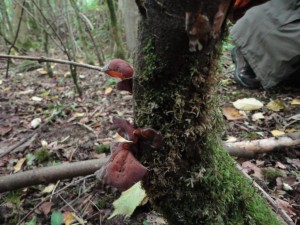 Jelly ears fungi