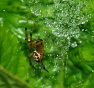 Steatoda nobilis