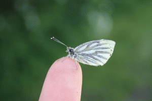 A Green Veined White butterfly that was quite happy sitting on my hand.