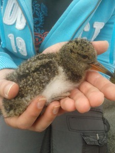 Ringing Oystercatcher chicks on the University roof