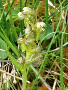 Frog Orchid on The Cairnwell