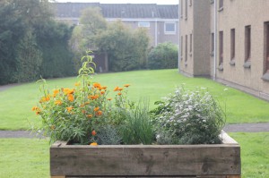 The finished herb garden in bloom