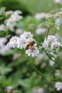 Drone Fly (a type of hoverfly) enjoying the coriander flowers