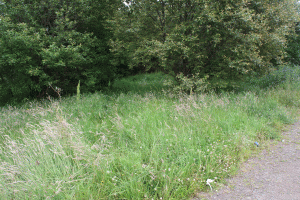 Part of the site where the meadow will be created. We hope to transform the monotonous thick grasses into a diverse community of wildflowers and thinner grasses.