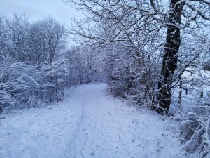 Not so green greenspace: this morning's commute