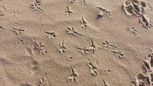 Birds feet on Stevenston Dunes