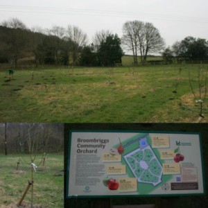 Broombriggs Community Orchard