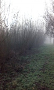 Willow coppice at the Ecos Centre, Ballymena