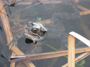 Common Frog on pond surface