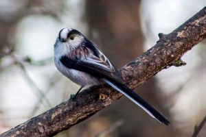 long tailed tit (low res)