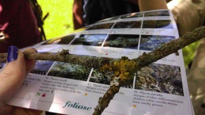 Lichen variety - there's at least 5 on this branch!