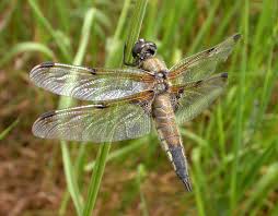 4 Spotted chaser.jpg 1