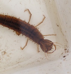 Great Diving beetle larvae Lough Head Summer Wildlife event (web)