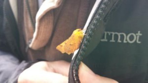 Canary shouldered thorn moth