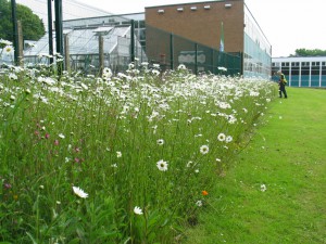 Sea of wildflowers at Ballycraigy Primary School, Antrim