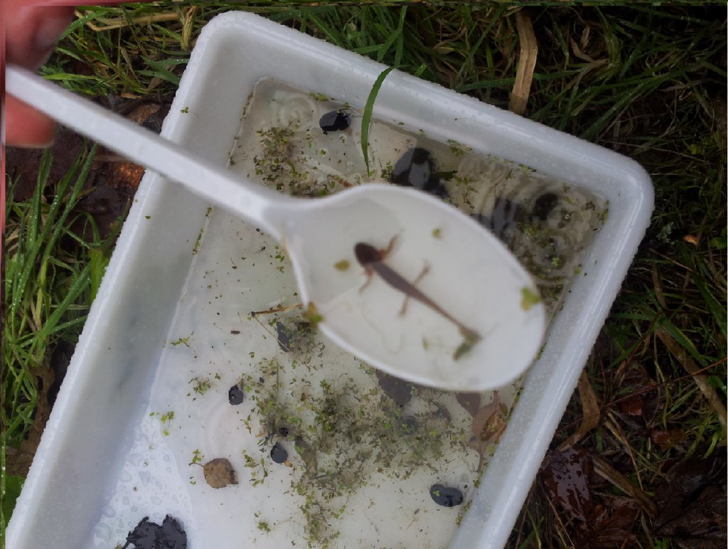 We also looked at water quality by looking at the different creatures found in the TCV Stirling Office’s pond.