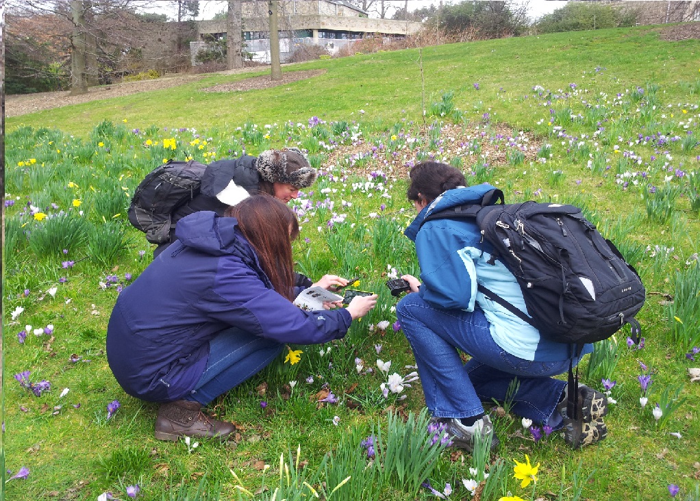 Some trainees searching for bees in the flowers