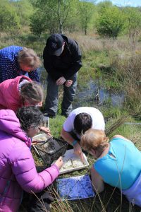 20160514_Ravenswood LNR_Discover_guided walk and pond dipping (32) small