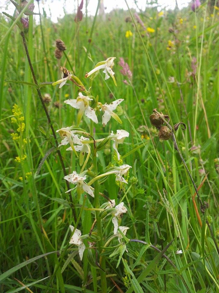 june greater butterfly orchid