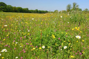 Rawcliffe meadow