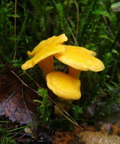 A fungus