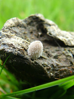 An Ink cap growing out of some sheep poo!