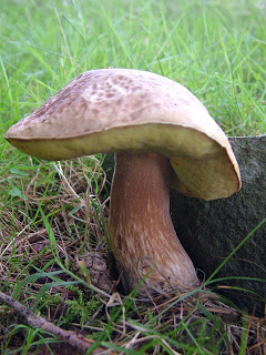 A fungus