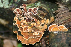 Fungus on dead wood