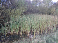 Seafield reeds