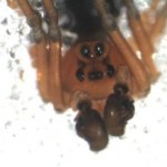 Spider face: Hyselistes jacksoni