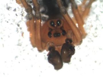 Spider face: Hyselistes jacksoni