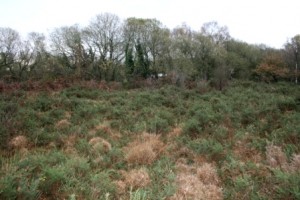 Formica exsecta habitat at Chudleigh Knighton Heath