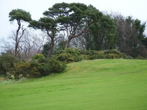 An area of rough on Royal Belfast Golf Course