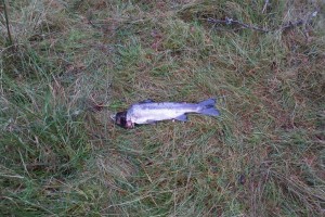 Spawning salmon that had been predated on probably by an Otter on the bank of the Allt Lorgie, October 2012. 
