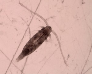 Acartia copepod species with plastic filament seen in middle of body.